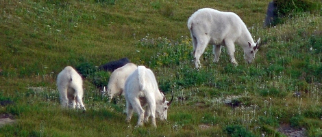 Mountain Goats grazing in Bird Creek Meadows in the Mt Adams Wilderness
