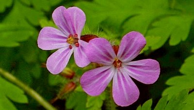 The Roberts Geranium is an envasive species and not welcome in the gorge	