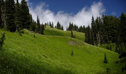 Purcell Mountain trail in the Gifford Pinchot National Forest