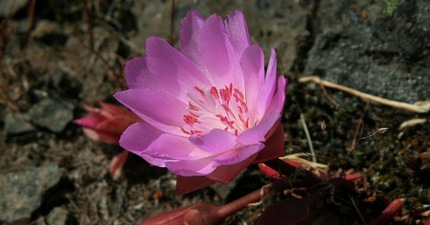 Bitterroot Wildflower at Catherine Creek