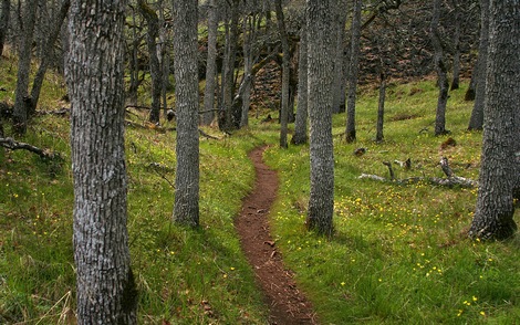 Oregon White Oak forest along Labyrinth trail