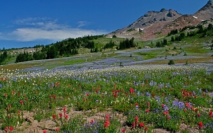 Wildflower meadow above Snowgrass Flats in the Goat Rocks Wilderness