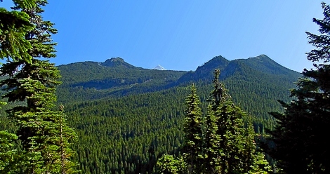Looking south from the Sawtooth Mountain trail in the Indian Heaven Wilderness
