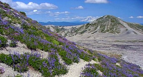 View from Windy Pass in the Mt St Helens National Volcanic Area